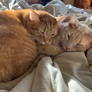 Meet your Posher, Audrey